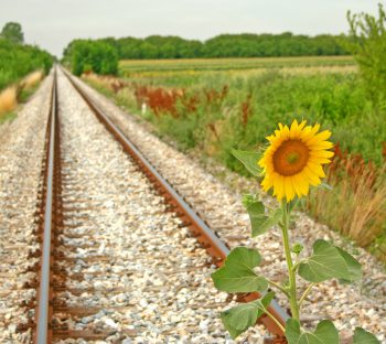 رویش گل آفتاب گردان در راه آهن